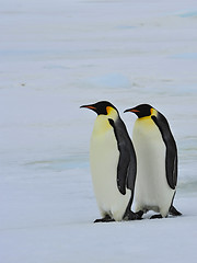 Image showing Emperor Penguins with chick