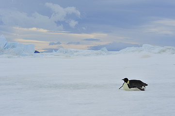 Image showing Emperor Penguins with chick