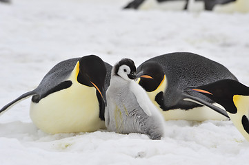 Image showing Emperor Penguins with chick