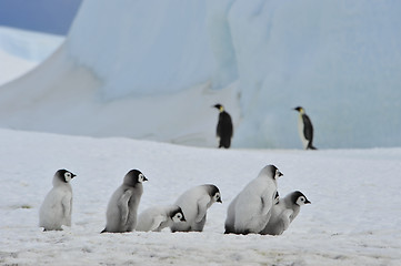 Image showing Emperor Penguins  chicks