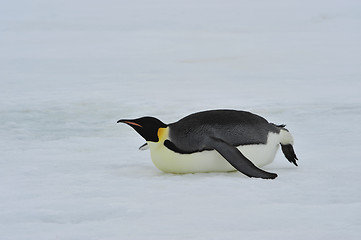 Image showing Emperor Penguins with chick