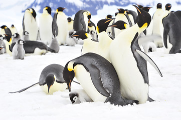 Image showing Emperor Penguins with chick