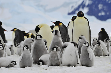 Image showing Emperor Penguins with chick