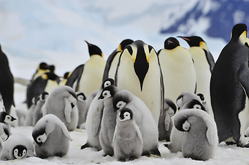 Image showing Emperor Penguins with chick