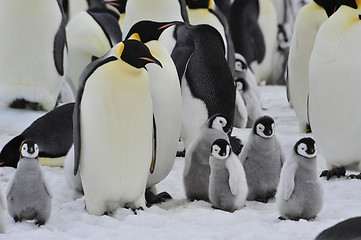 Image showing Emperor Penguins with chick