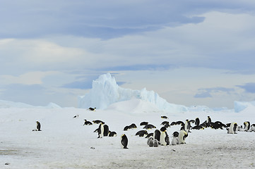 Image showing Emperor Penguins with chick