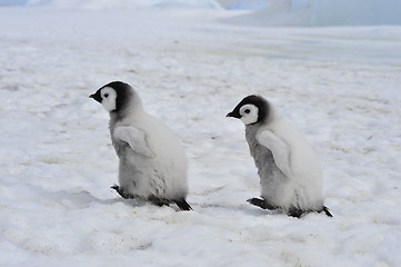 Image showing Emperor Penguins  chicks