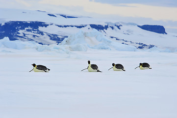 Image showing Emperor Penguins in Antarctica