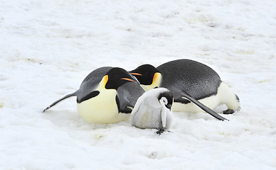 Image showing Emperor Penguins with chick