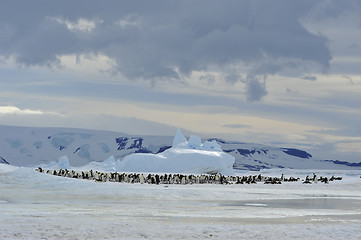 Image showing Emperor Penguins with chick