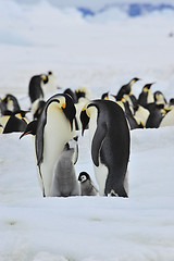 Image showing Emperor Penguins with chick