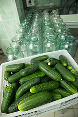 Image showing gurtsov conservation. Fresh cucumbers in jars