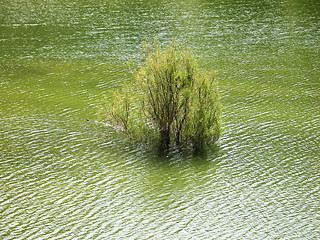 Image showing Water tree. Cyprus