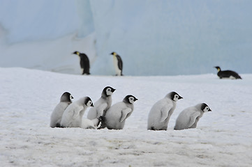 Image showing Emperor Penguins with chick