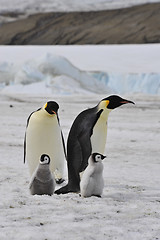 Image showing Emperor Penguins with chick