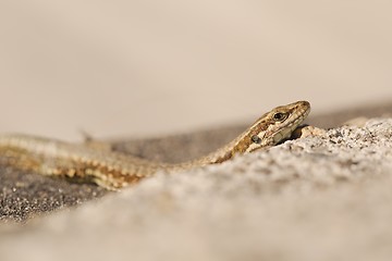 Image showing Lizard on the ground