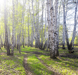 Image showing spring birch forest