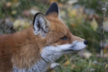 Image showing profile