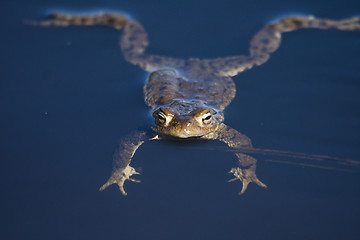 Image showing frog