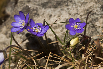 Image showing blue anemones