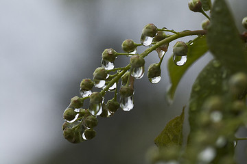 Image showing water drops