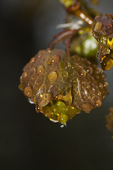 Image showing wet leaf