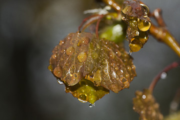 Image showing wet leaf