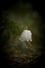 Image showing wet wood anemone