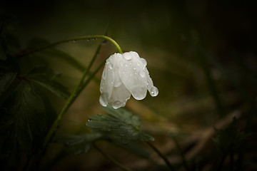 Image showing wood anemone with drops