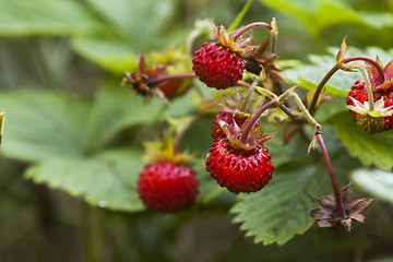 Image showing woodland strawberries