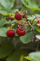 Image showing wild strawberries