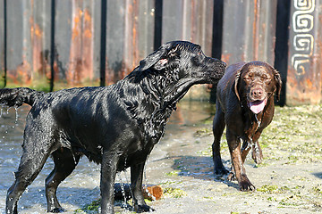 Image showing Two wet dogs
