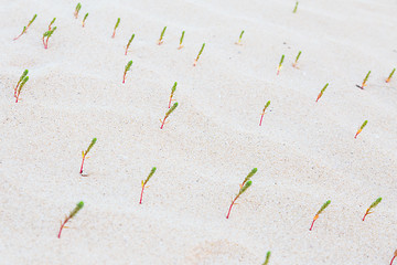 Image showing Green sprouts in desert sands