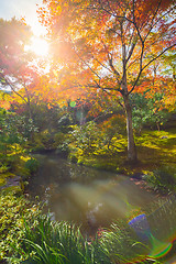 Image showing Colorful autunm treetops.