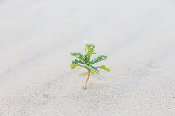 Image showing Single sprout blooming in desert sands.