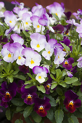 Image showing pansies