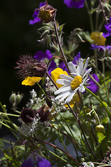 Image showing wild flowers
