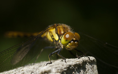 Image showing dragon fly