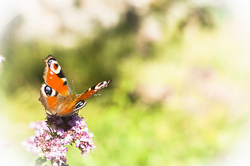 Image showing peacock butterfly