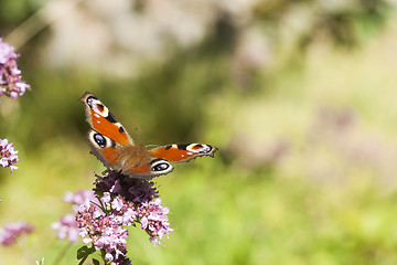 Image showing peacock butterfly