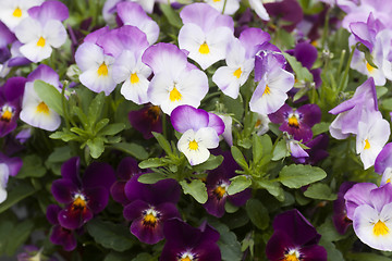 Image showing pansies