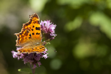 Image showing comma