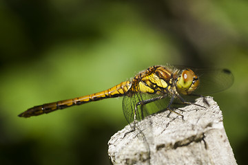 Image showing dragon fly