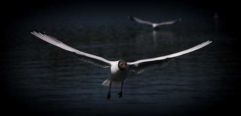 Image showing black-headed gull