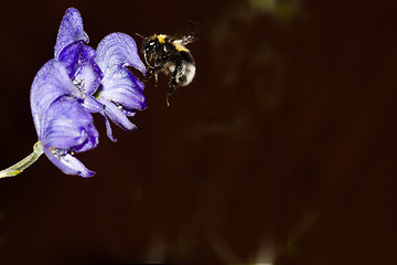 Image showing bumble bee 