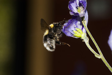 Image showing bumble bee approaching