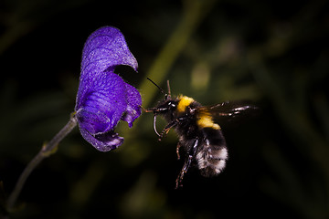 Image showing flying