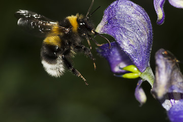 Image showing bumble bee 