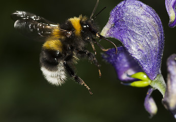 Image showing bumble bee 