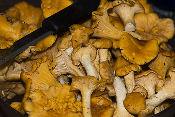 Image showing chanterelles